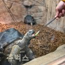 서창남순환로216번길1R | 인천 실내 아이와 함께 갈만한 곳 추천_요즘 핫플 실내동물원 ‘쥬벅스’ 방문후기