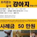 [찾습니다] 요크셔테리어 짝불알 꼬리없음 / 도구 동해초등학교 에서 / 5월 6일 분실 / ***-****-**** 이미지