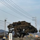 향나무촌 이미지