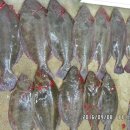 8일- 자연산 활광어, 가리비, 칠게, 여수산 새조개 판매- 목포먹갈치생선카페 이미지