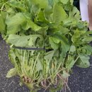 딸부잣집 상회 이미지