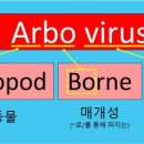 아르보Arbo