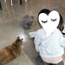 모할고양 네이버블로그