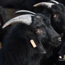 아침햇살염소농장 이미지