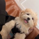 경북슈퍼 | 경북 경주 [펜트빌 풀빌라] 내돈내산 / 애견동반_럭셔리카라반D 후기