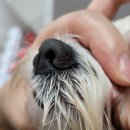 그루밍_light 이미지