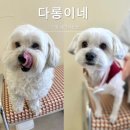 애견미용 나나엄마 | 수원 연무동 애견미용샵 겁 많은 강아지도 편했던 다롱이네 전체미용 내돈내산 후기