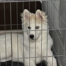 미견미묘 네이버블로그