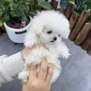 앙쥬펫 강아지분양 은평구점 | 강아지분양 앙쥬펫 은평구점, 가족이 늘어나는 특별한 순간을 선사해줍니다