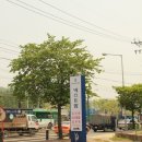 고양화전36 이미지