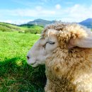 풀내음목장 이미지