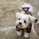 베스티멍 이미지