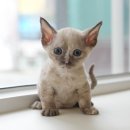 고양이눈 | 구례고양이무료분양 직접 눈으로 확인한 후기