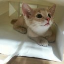 마성의냥이