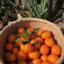 주생농장 이미지