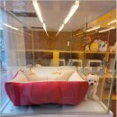 플랜멍 강아지분양 포항점 이미지