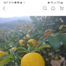 통골농원 <b>언니</b> 보세요 ㅎ <b>유자</b>