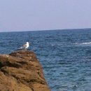 갈매기 마을 이미지