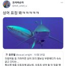 상어를 등긁개로 쓰는 다랑어들 이미지