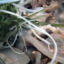 천마산곰탕 이미지