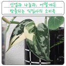다육아틀리에 | 예쁜 토분 쇼핑 후기와 식물 나눔 자랑 스킨답서스 마야리 & 스파클링