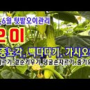 다다기오이 키우기! 백오이 수확 시기 순정리 방법 이미지