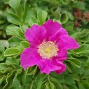 옹진군청 이미지