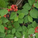 토바맑은식품 이미지