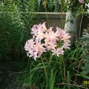 상리마을회관 앞 이미지