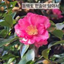 12월4일(수) 동백꽃피는 남해안 순천만/국가정원/습지공원길에서 이미지