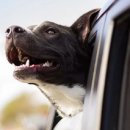 소망자동차 이미지