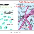 콜라겐 종류 피부관리 먹는방법 이미지