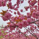 보경사고향식당 | [맛집] 닭백숙 | 내연산 보경사맛집, 백숙맛집,포항맛집 고향식당의 찐한 닭백숙 내돈내산 리얼후기.
