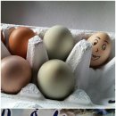 똘래또세탁소 이미지