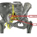 엉덩이 아픈 것, 허리디스크 아닌 ‘이 병’ 때문일 수도 이미지
