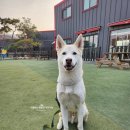 이삭애견훈련소 | 화성 이삭애견훈련소 진돗개 훈련 방문후기(이평우 소장님)
