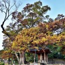 율리1리 삼기 이미지