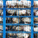 농장축산 이미지