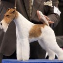 쇼독(Show dog) 이미지