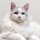 25.9.14(일) 그날의 출석부 (별책부록 : 동하 장군) 이미지