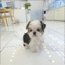 이쁜 강아지 이미지