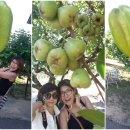 솔소리농장 이미지