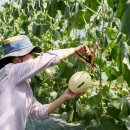 세정농장 이미지