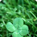 행운클로버 이미지