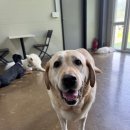 퍼피스카우트 이미지