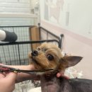 마이뷰티독 이마트 월계점 이미지