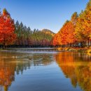 메타세쿼이아랜드 이미지