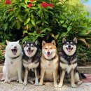 귀여워 강아지 이미지