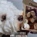 딩고 | 기호성 좋은 펫루트 반려동물 고기껌 프리미요 딩고껌 급여후기