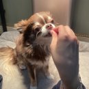pet149라9492 | [강아지운동] 1209 강아지수영 강아지아쿠아피트니스 Aqua Fitness 현대프리미엄아울렛 코코스퀘어...